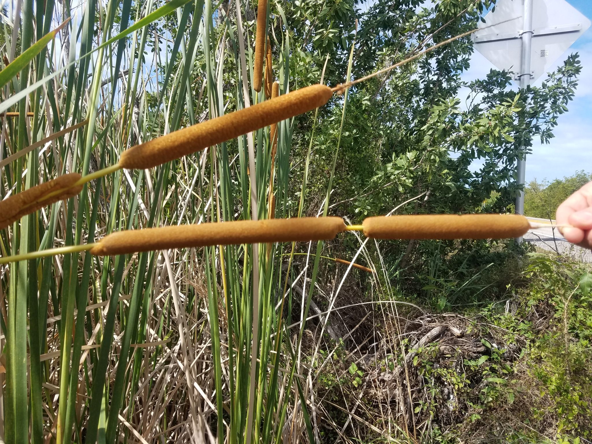 Typha dominguensis